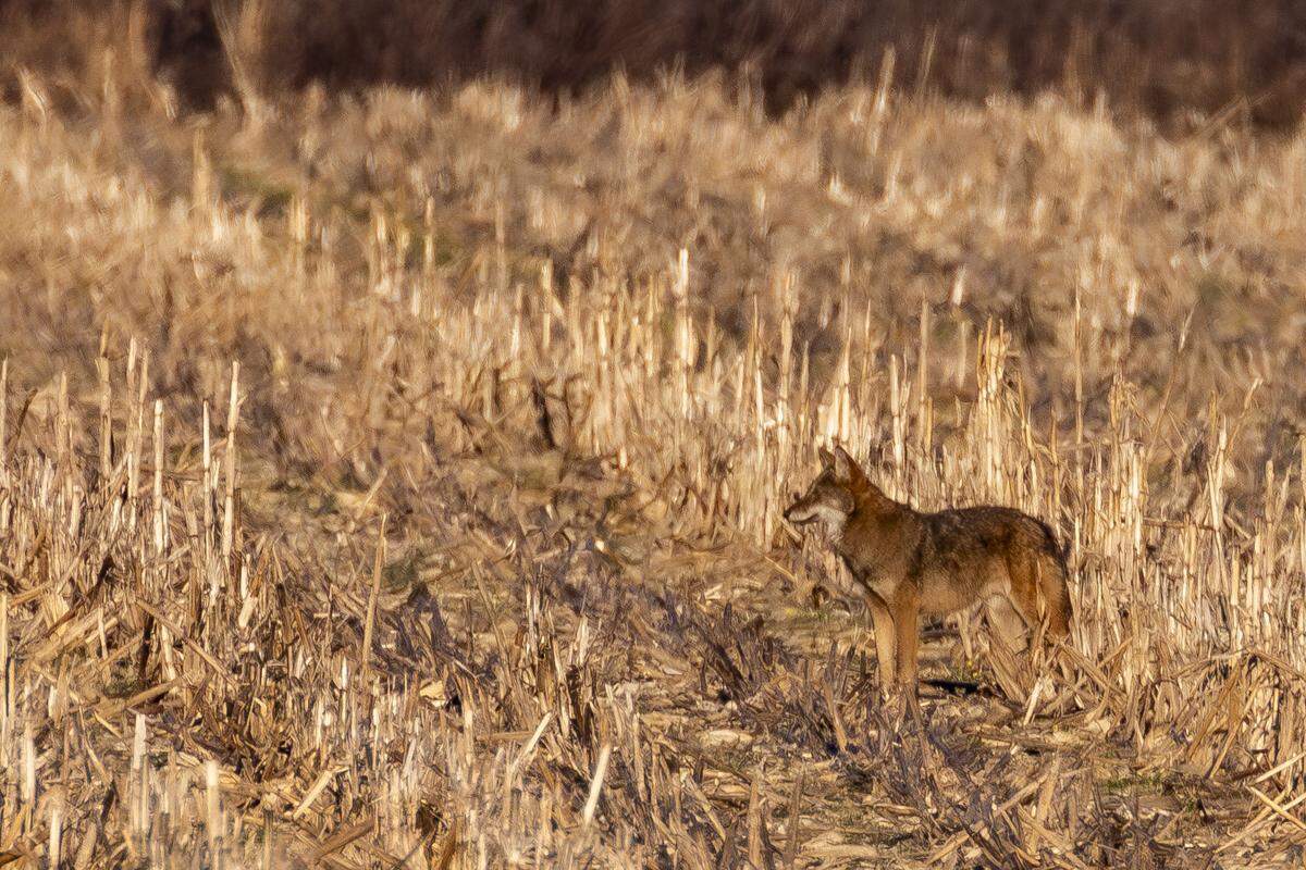 A coyote waits in a corn field inside the Alligator River National Wildlife Refuge on Friday, Dec. 15, 2023. The animals can be easily confused for wild red wolves, whose population dwindled to as few as seven wolves in the wild in recent years.