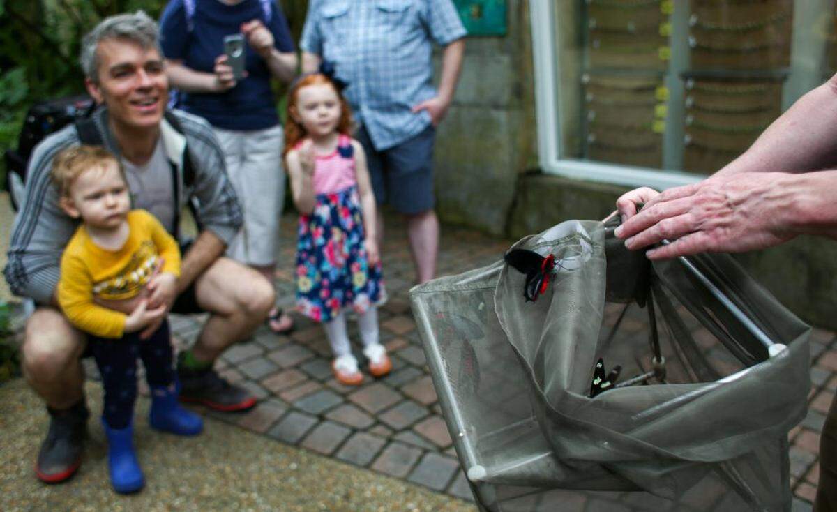 At Durham’s Museum of Life and Science, Richard Stickney, “the butterfly keeper” releases newly-hatched butterflies into the museum’s tropical greenhouse. The exhibit offers visitors a unique, interactive opportunity to learn about pollinators from around the globe.