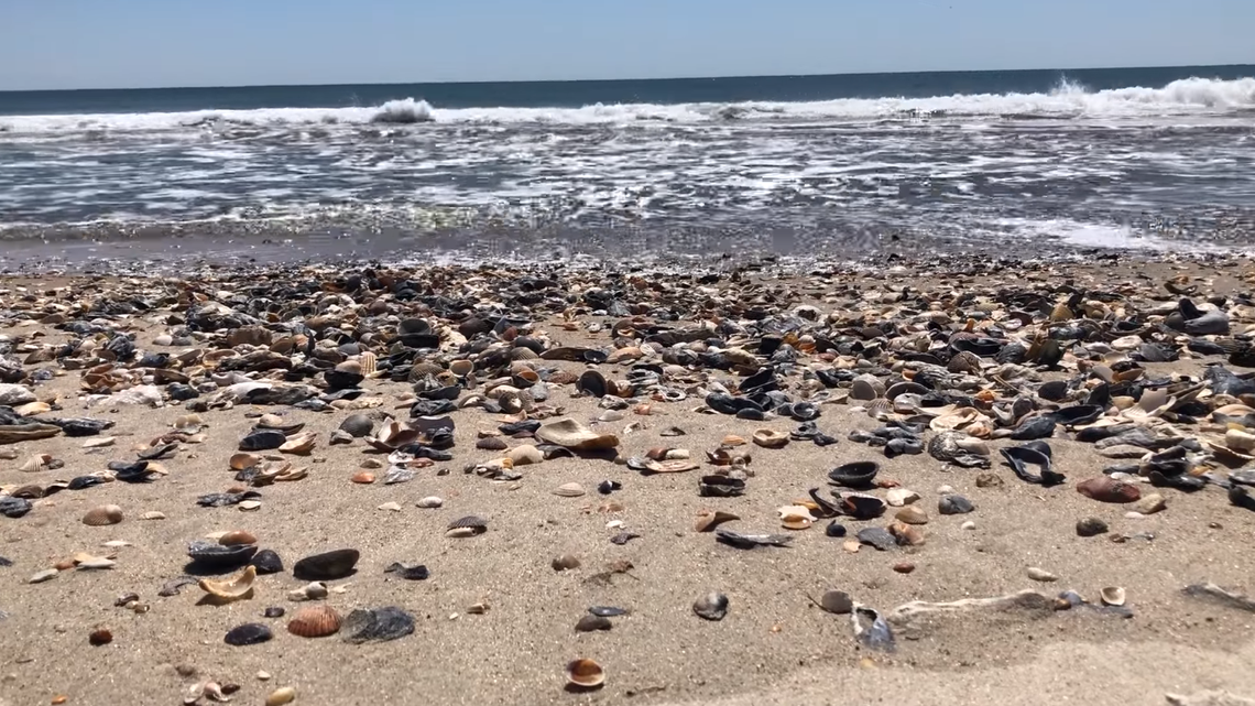 Collectible seashells litter Outer Banks beaches during coronavirus tourism ban