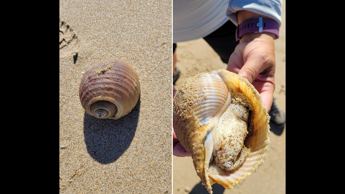 This is what the shell’s occupant looked like when it was turned over.
