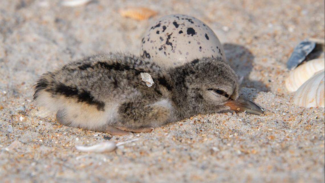 An oystercatcher chick hides in its nest by crouching in the sand. The National Park Service says the seasons first hatchlings emerged on Cape Lookout National Seashore this week.