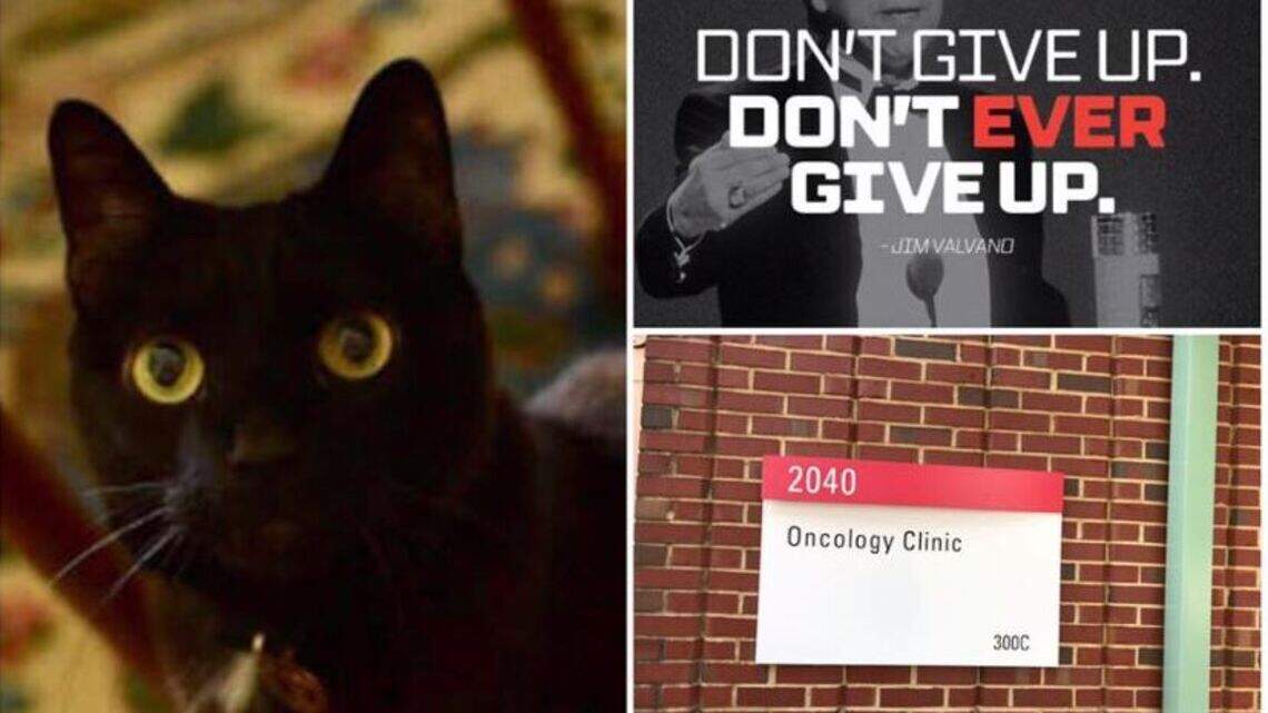Well-wishers send healing thoughts to Gov. Cooper’s cat, diagnosed with cancer