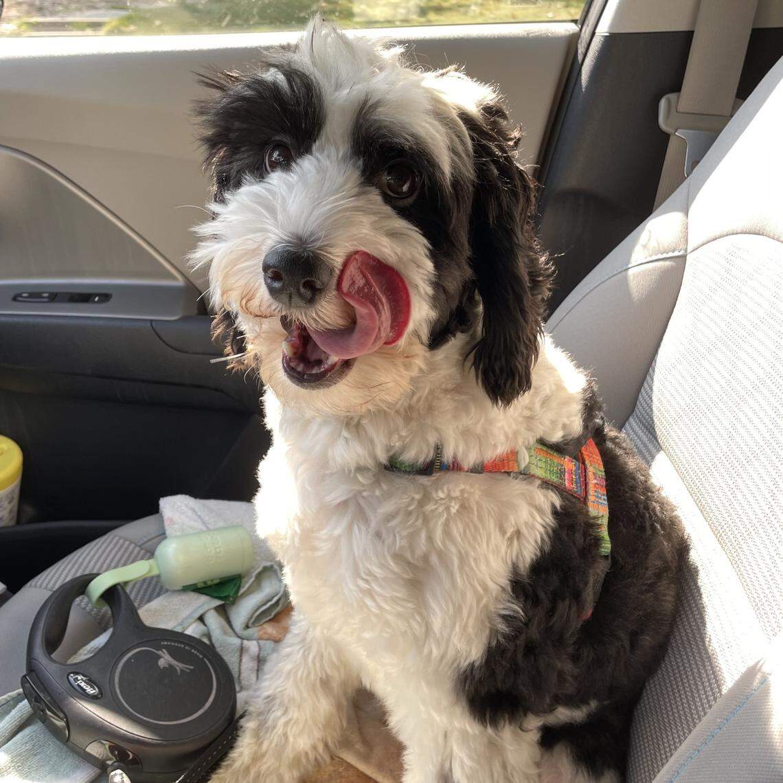 Boogie, a 3.5 year old pup from Durham voted the cutest dog in the Triangle area.