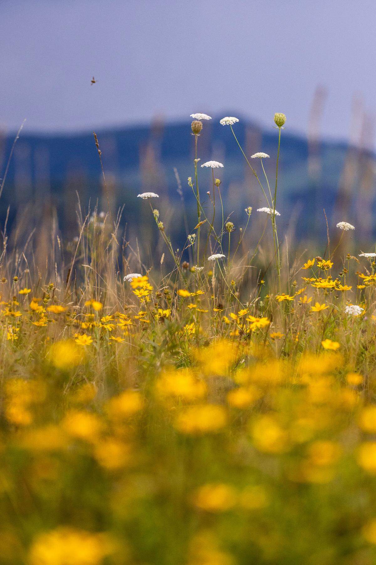 Wildflowers bloom along Fodder Stack Trail in Doughton Park Recreation Area off the Blue Ridge Parkway.