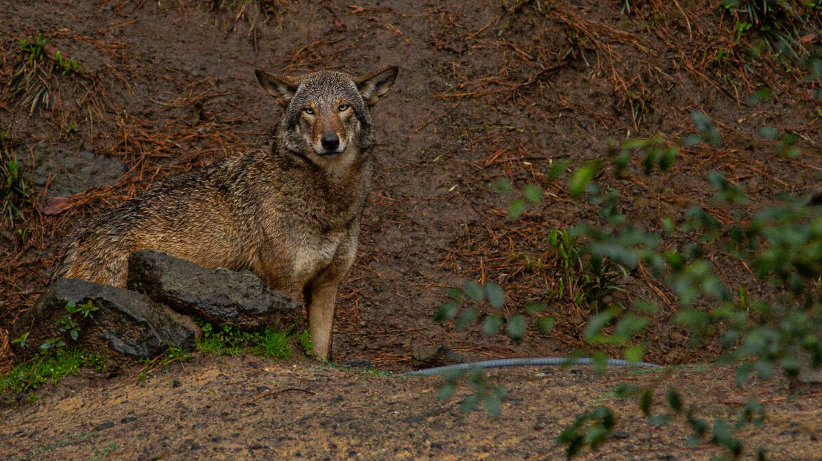 Plans are on to save endangered red wolves in North Carolina | Raleigh ...