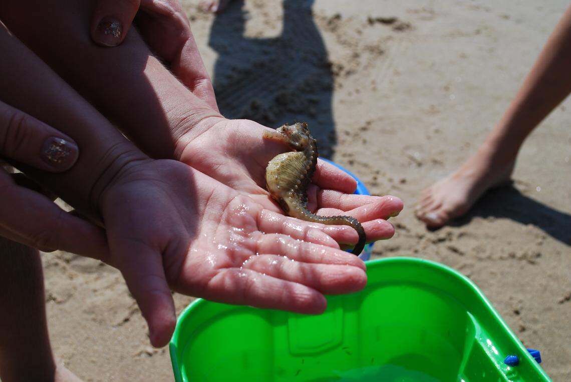 One of the sea horses rescued by a family in Virginia Beach. The sea horses were trapped in a fishing net that washed up on the shore.
