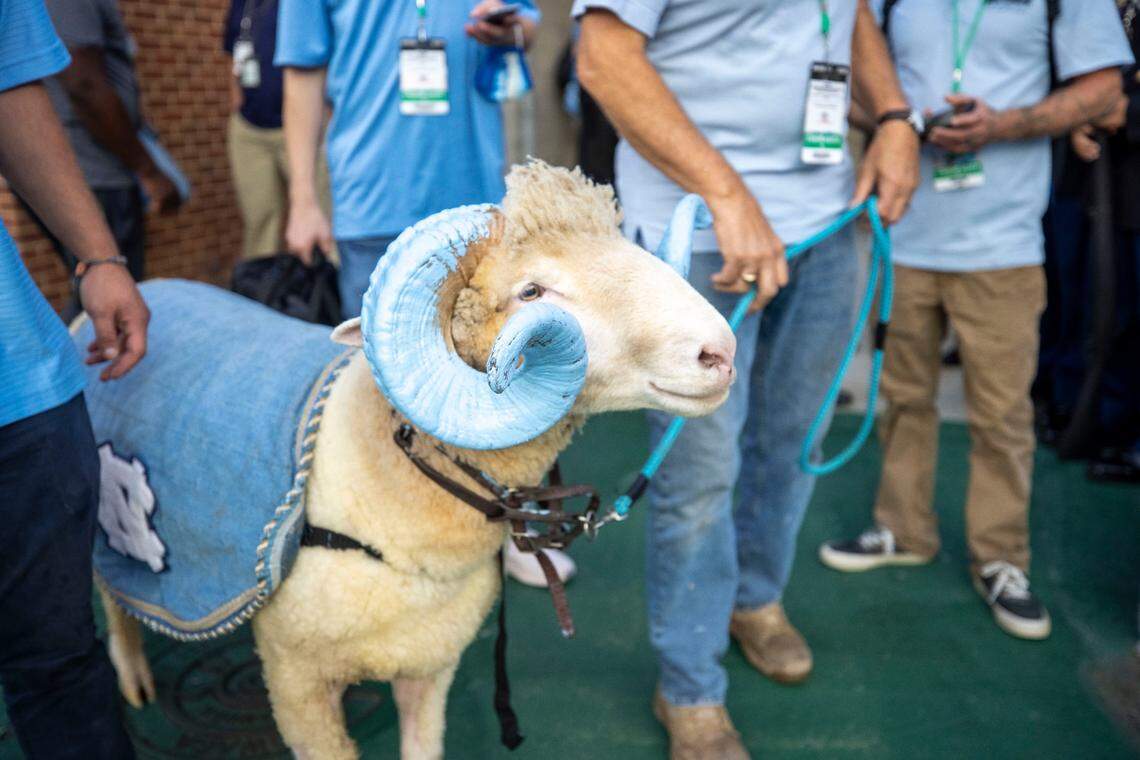 Rameses makes his way into Kenan Stadium for his first game as the new mascot for the North Carolina Tar Heels on Saturday, September 11, 2021 in Chapel Hill, N.C. He is the 22nd Dorset Horn sheep to serve as the university’s mascot.
