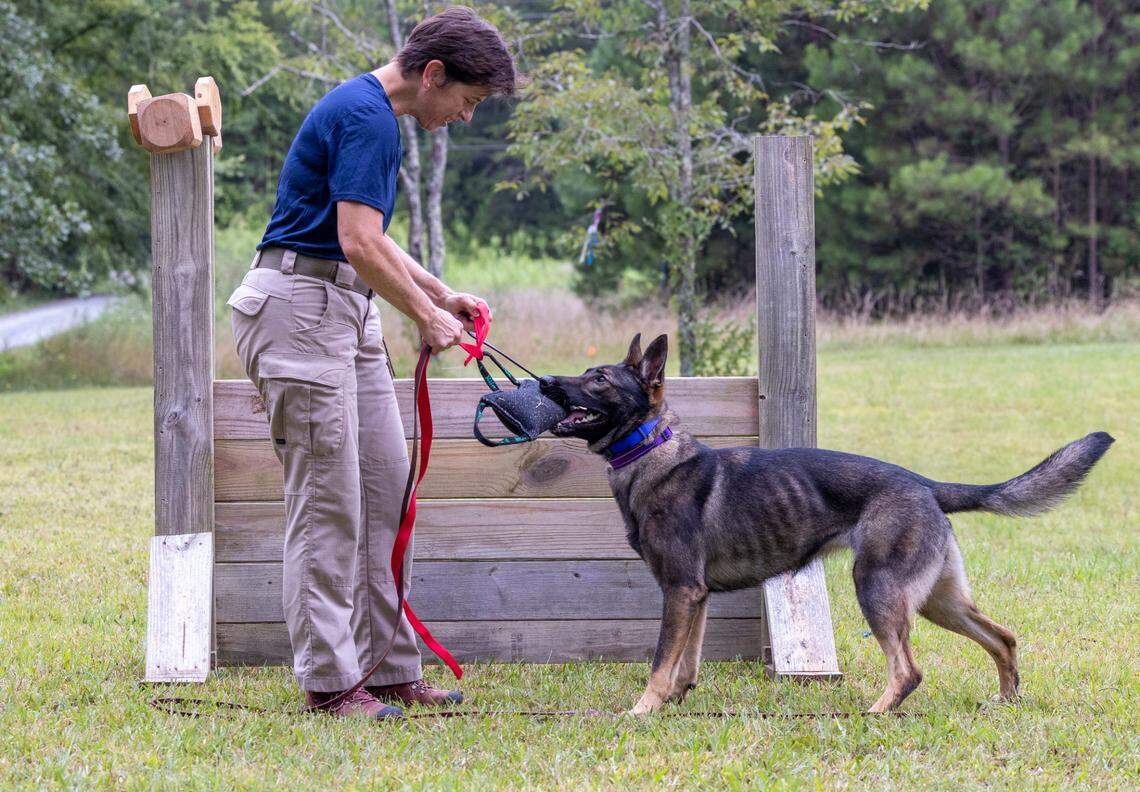 Lori McLamb trains with Charlie, a sable German shepherd that was surrendered to the Orange County animal shelter in late March. FEMA’s Urban Search and Rescue team, where Charlie may be placed, searches for survivors and human remains in cities after natural disasters. Each US&R unit has 70 humans and four search-and-rescue dogs.