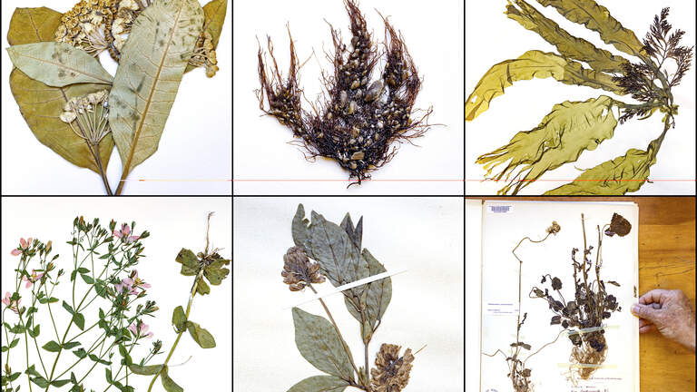 Duke is moving its major collection of plant life to UNC. Here’s why