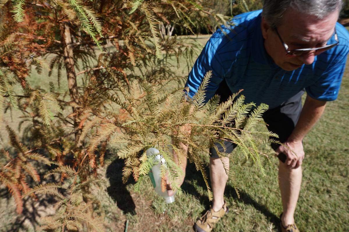 George McDowell watering one of the bald cypresses planted at the Cary Tree Archive in September, photographed on Oct. 11.