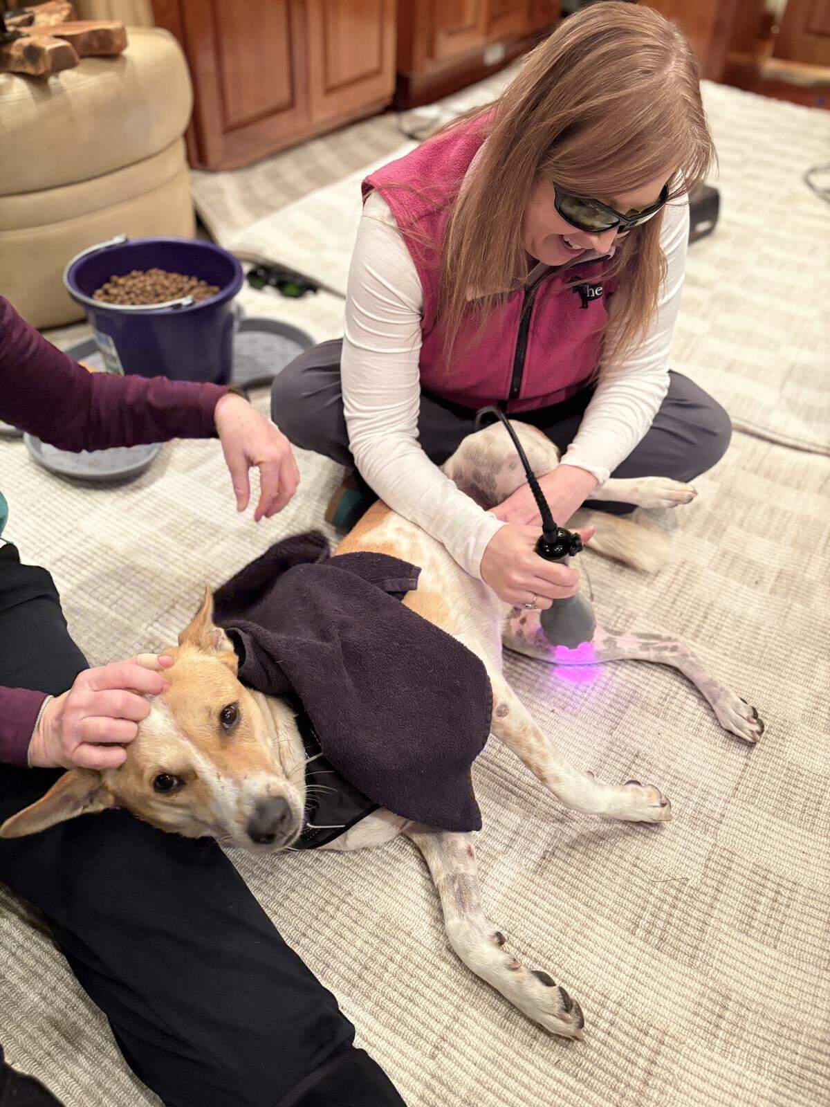 Erin O’Leary, a house-call vet in Cary, applies laser therapy to Aloka the Peace Dog