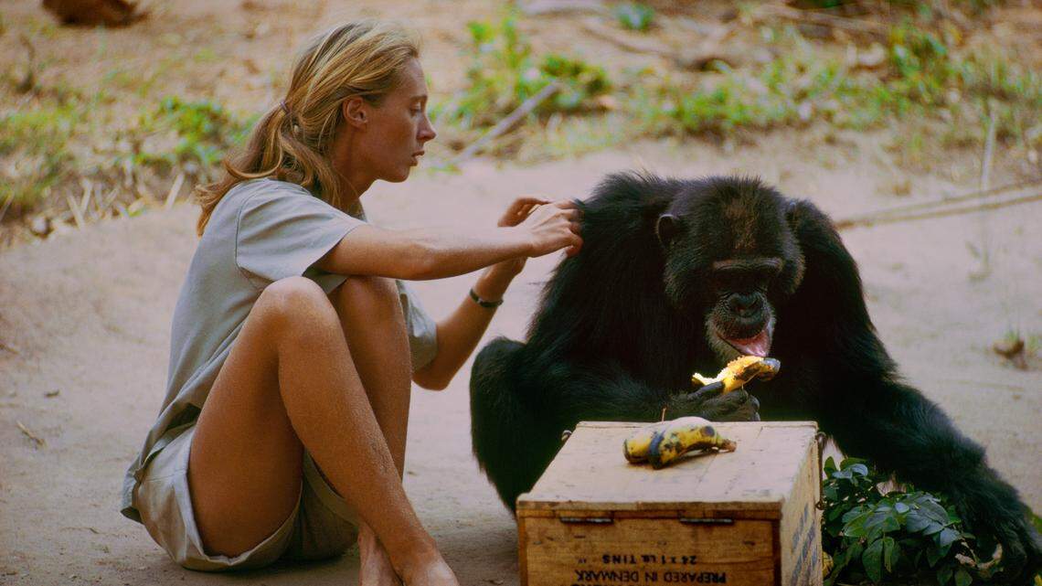 David Greybeard was the first chimp to lose his fear of Dr. Jane Goodall, eventually coming to her camp to steal bananas and allowing Jane to touch and groom him. The photograph, taken in Gombe, Tanzania, was featured in the National Geographic film “JANE.”