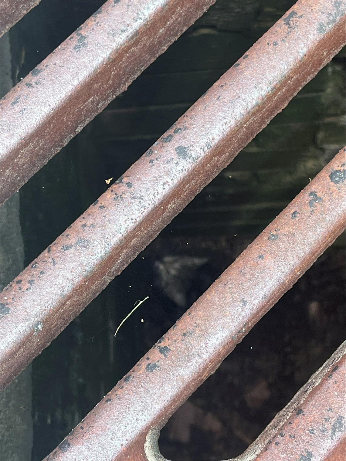Georgie the stray feral kitten called to Richard Averitte and his son Felix from the bottom of this storm drain, where he can be seen as a gray blur.