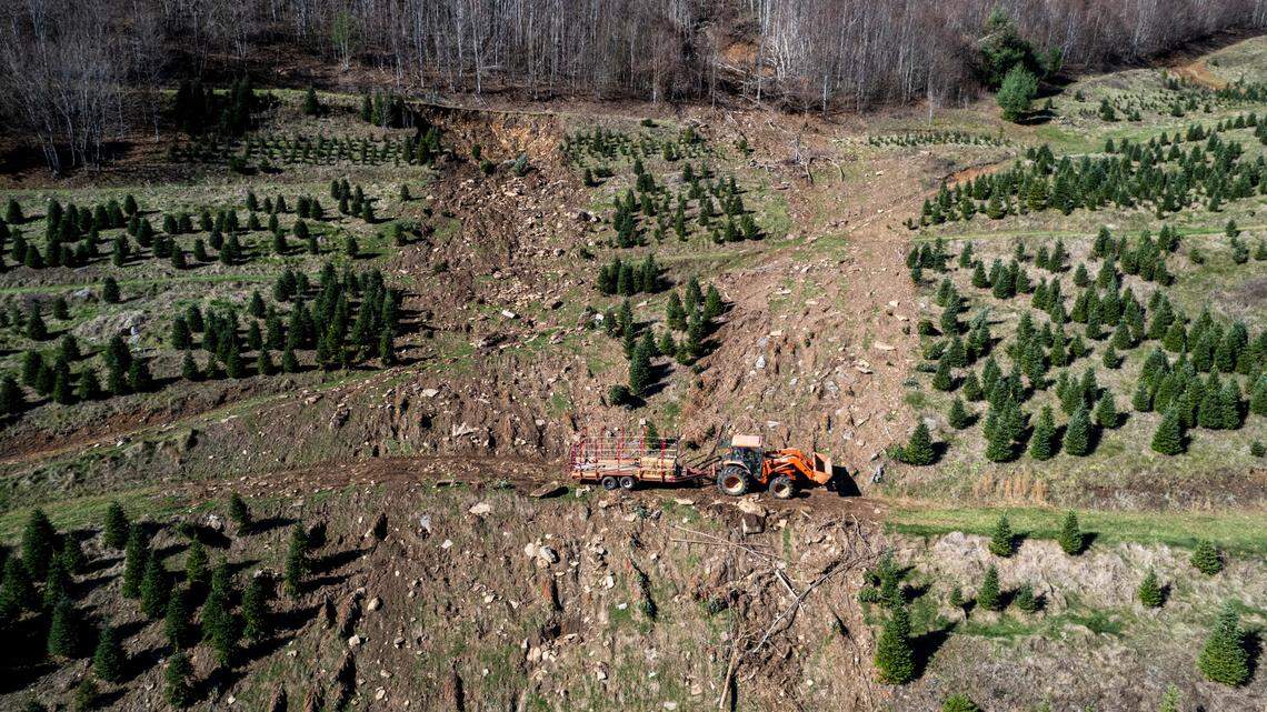 NC Christmas tree farms are ready to bring back the joy that Helene’s rains washed away