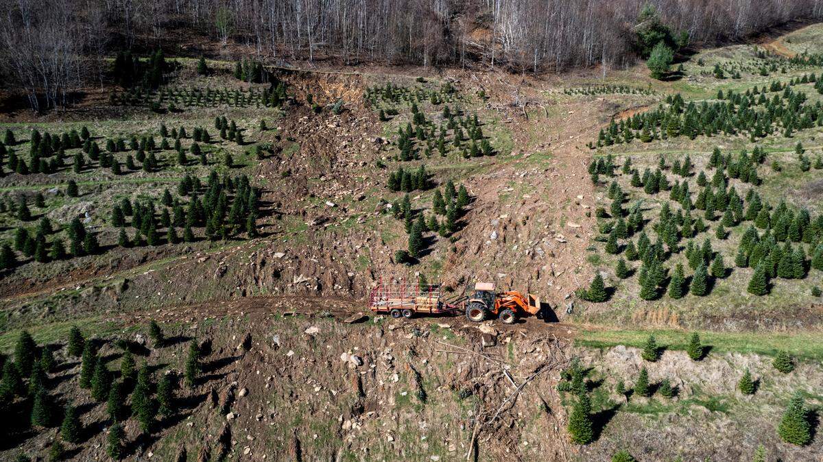 NC Christmas tree farms are ready to bring back the joy that Helene’s rains washed away