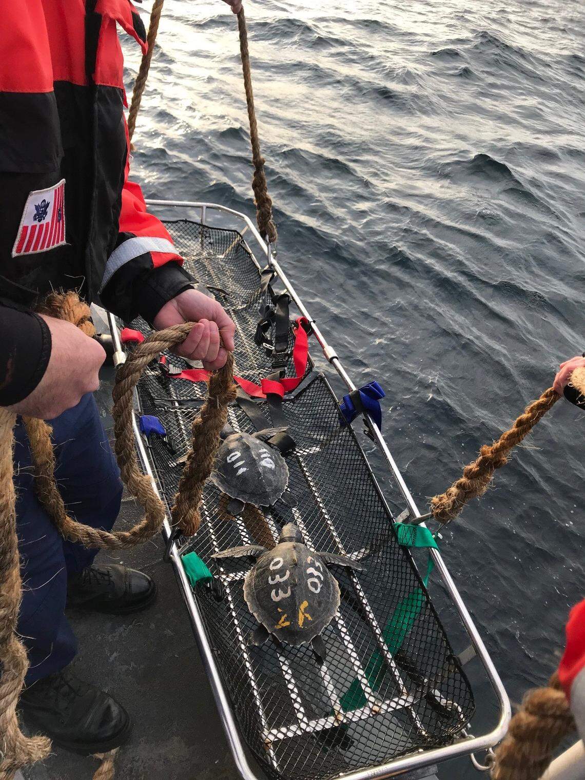 Members of the U.S. Coast Guard carefully lower sea turtles into the Atlantic Ocean.