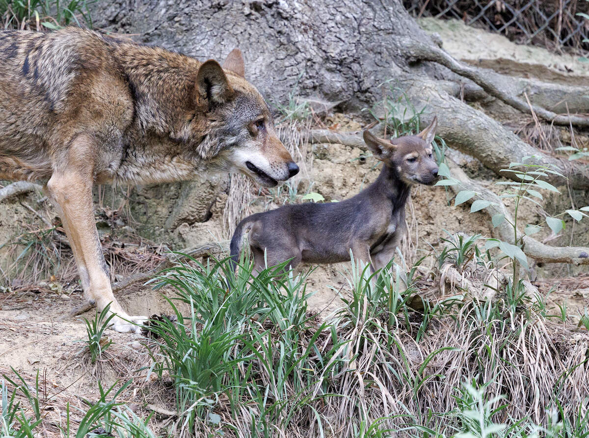 A red wolf and pup walk through an exhibit at the Museum of Life and Science on Tuesday, June 16, 2026, in Durham, N.C.
