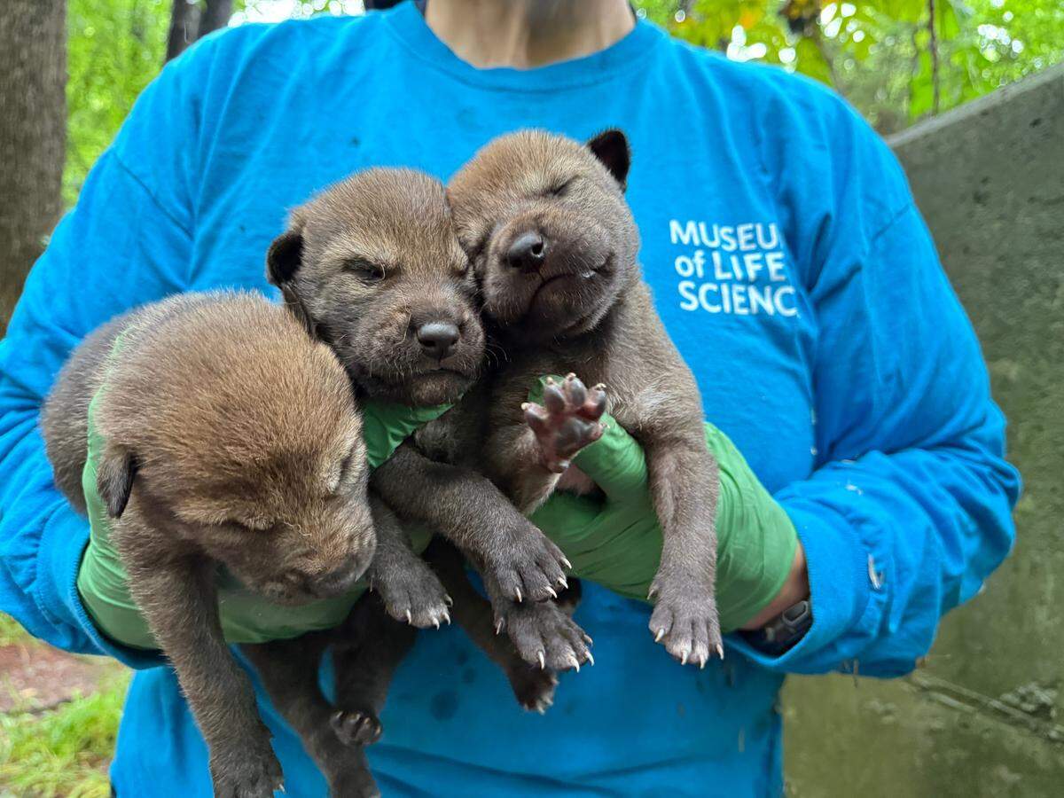 Three male Red Wolf pups were born on May 3 at the Museum of Life and Science in Durham. Their birth marks a significant effort to preserve the endangered species.