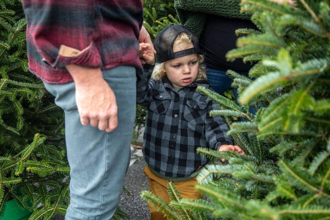 Chad Metzger and his son Welden, 3 pick out a Christmas tree Friday morning, Nov. 25, 2022 at the State Farmers Market in Raleigh.