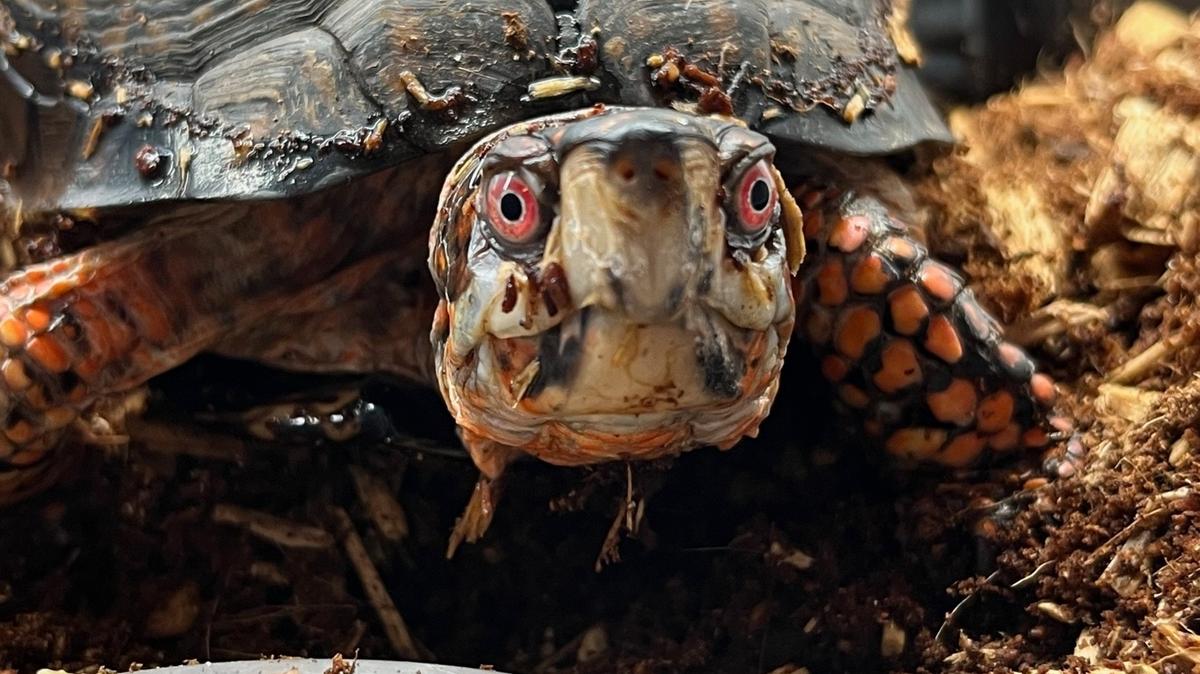 Pet turtles of any size can carry salmonella germs on their shells.