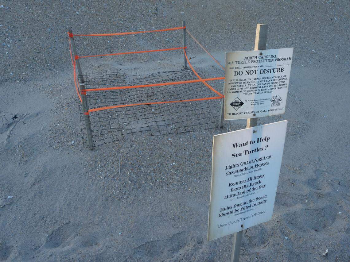A Topsail Island nest site. Nests found by beach walkers are covered with mesh to prevent animals from digging into them.