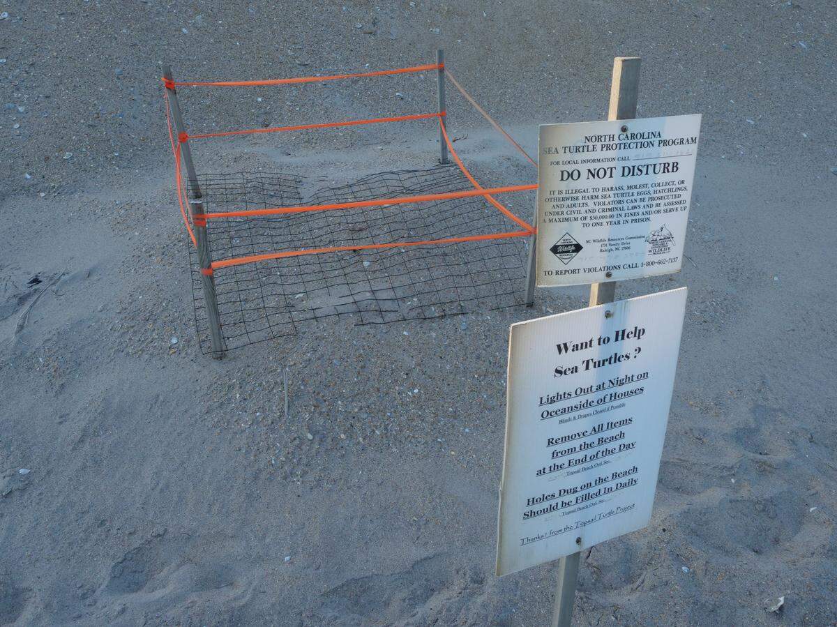 A Topsail Island nest site. Nests found by beach walkers are covered with mesh to prevent animals from digging into them.