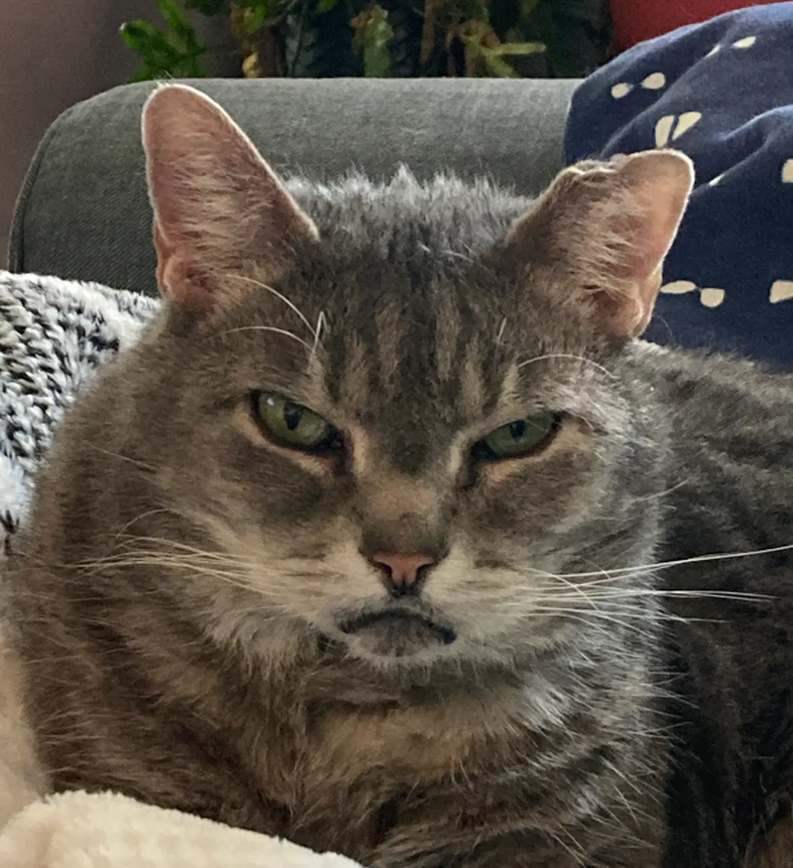 Andy Jr., one of the finalists in the News & Observer’s cutest cat contest.