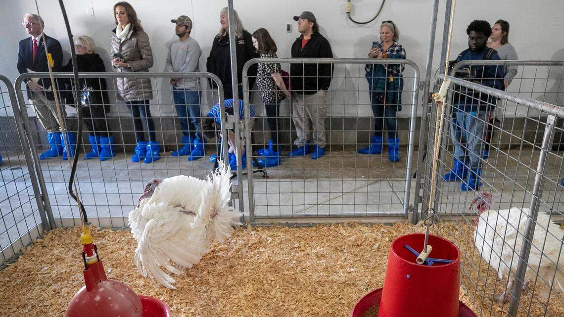 The National Thanksgiving Turkeys, Chocolate, left, and Chip have moved into their new home at the N.C. State University Talley Turkey Education Unit after receiving a pardon from President Joe Biden last week at the White House. The farm on Mid Pines Road hosted a meet and greet with the famous birds on Wednesday, November 23, 2022 in Raleigh, N.C. The turkeys were raised on Circle S Ranch near Charlotte, N.C.