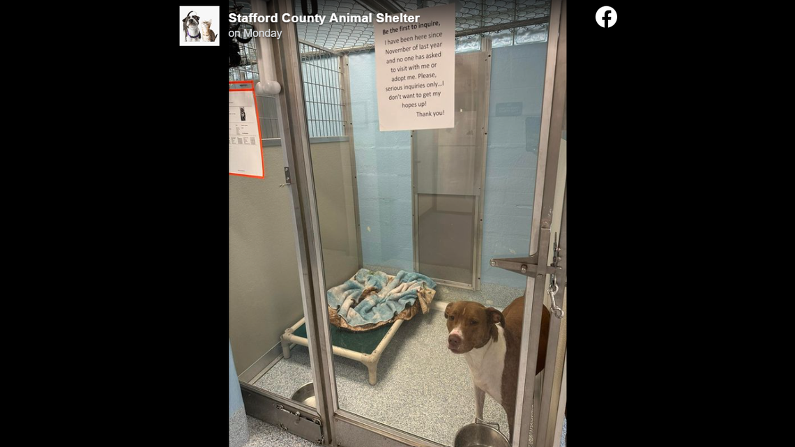 Sky the dog was adopted from a Virginia shelter after she struggled to find a new home.