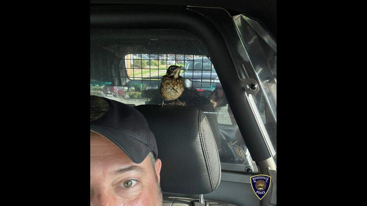 The bird managed to sneak into the vehicle when the officer left the door open, the Reidsville Police Department reports.