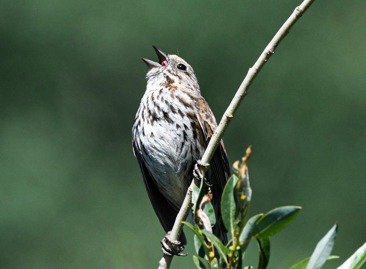 A Song Sparrow, photographed in Wyoming.