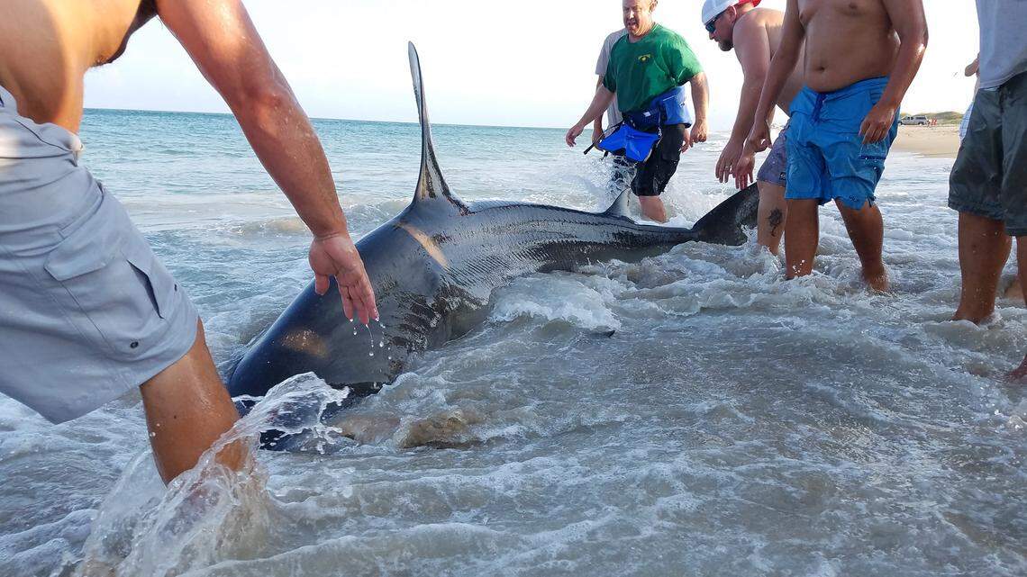 A nearly 13-foot hammerhead shark caught by North Carolina fisherman south of Avon on Hatteras Island.