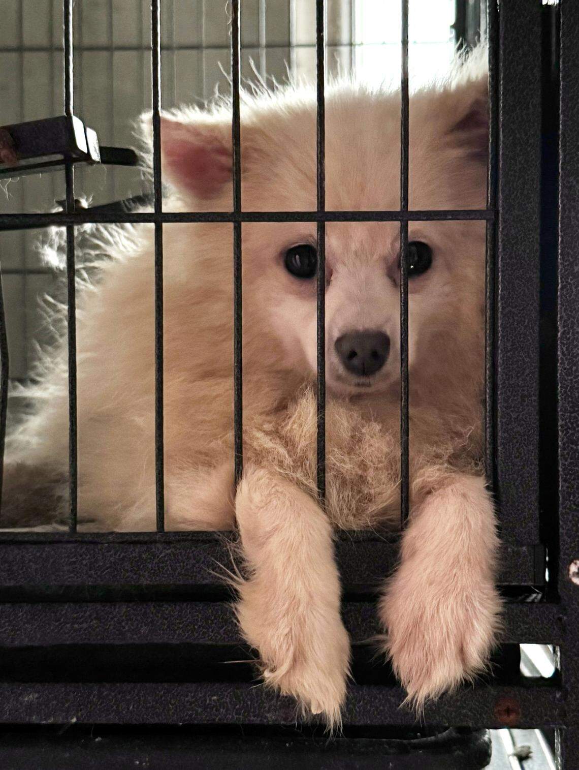 The dogs removed from a Raleigh home on Wednesday, June 4, were “kept in egregious conditions,” said SPCA of Wake County communications manager Samantha Ranlet.