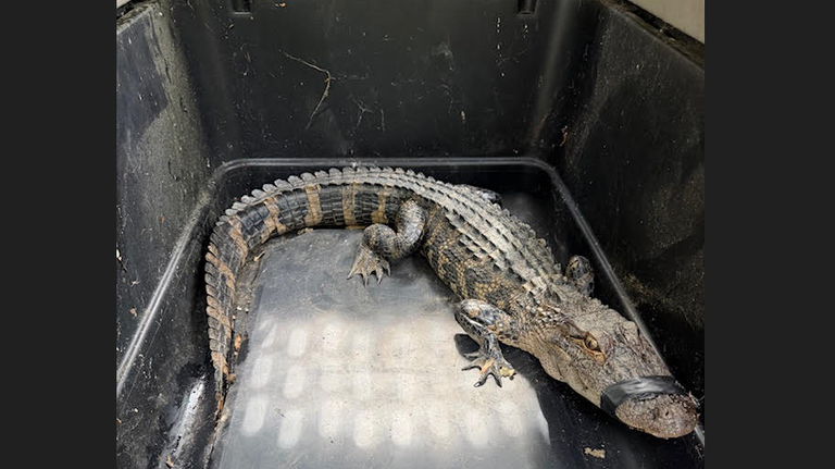 Canvas hack, alligator sighting and an NC State graduation gift: Friday’s top stories