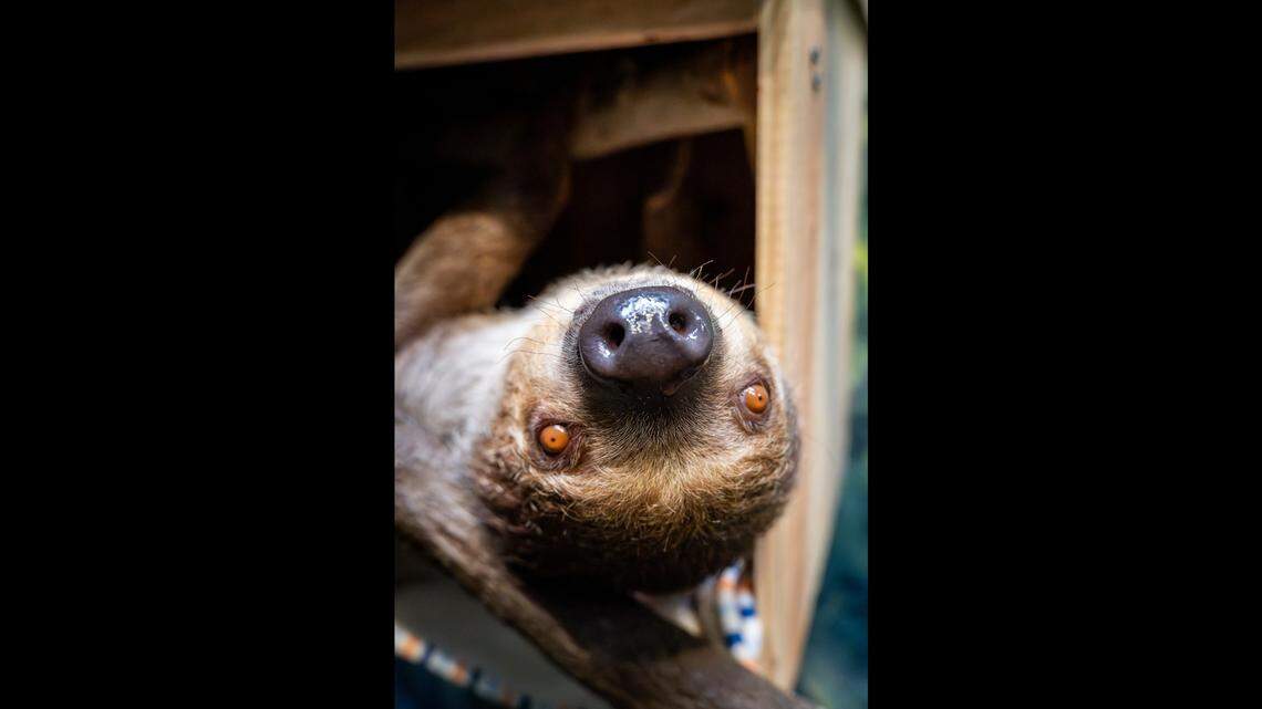 A North Carolina wildlife park is welcoming a new creature, Indie the sloth.