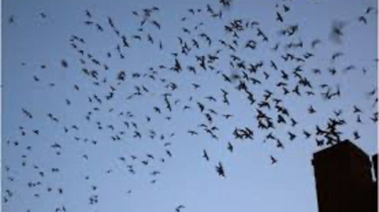 Millions of birds are flying over NC, and you can help them on their journey