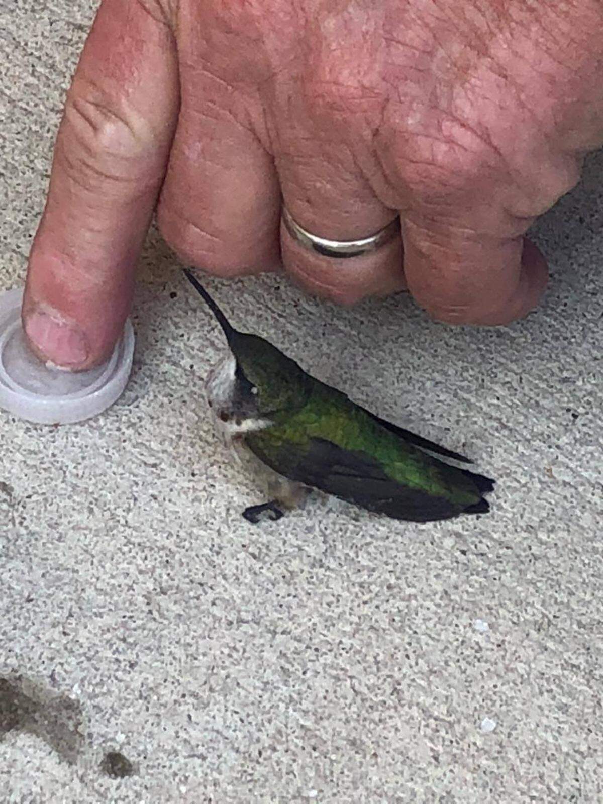Richburg, South Carolina firefighters nurse a hummingbird back to health with a cap full of water.