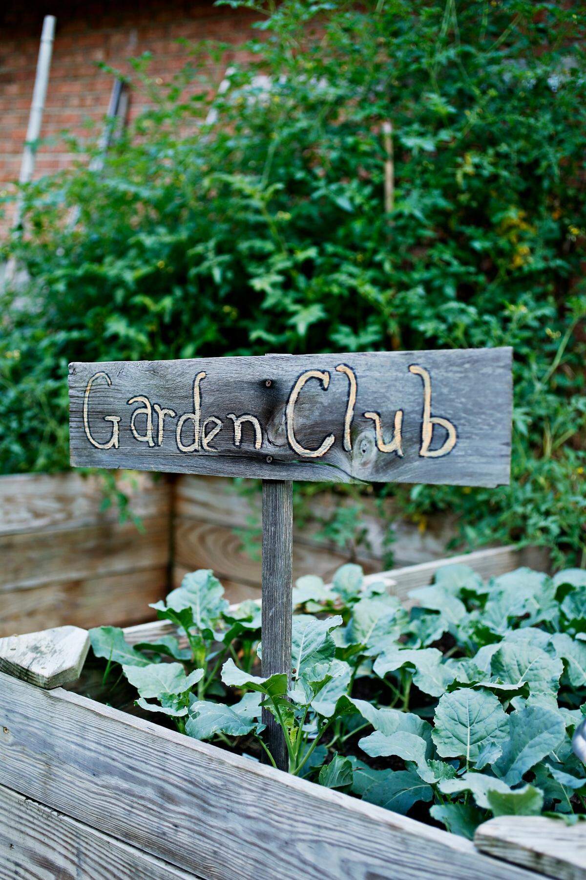 Fresh mustard greens are ready to be harvested at the Childcare Network in Raleigh in 2016.