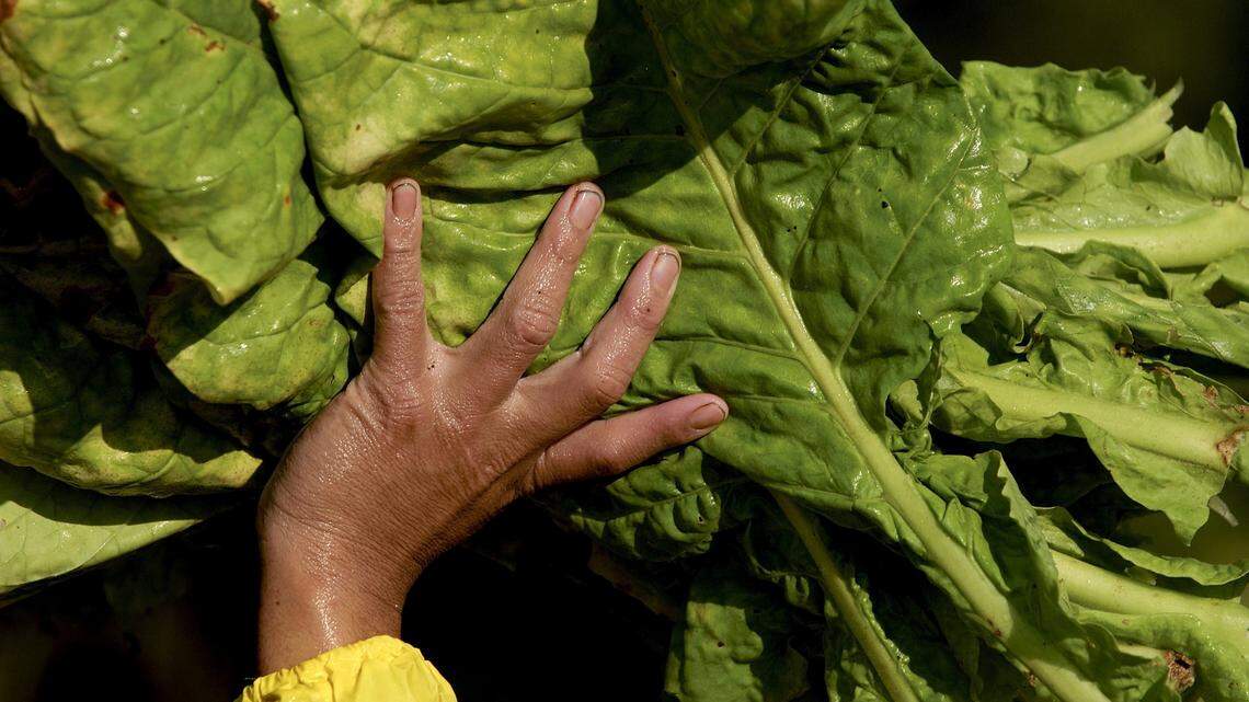 North Carolina’s crop: More than 400 years of the Tar Heel State’s tobacco history