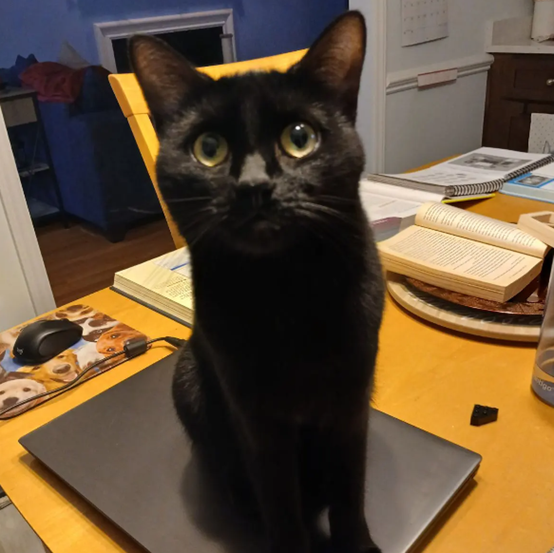 Harlow, one of the finalists in the News & Observer’s cutest cat contest.