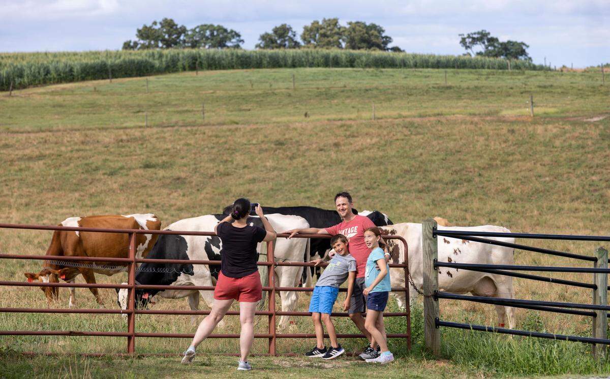 Kim Ostapinfki takes a photograph of her family, husband Marcin Ostapinfki, son Dylan Ostapinfki and daughter Olivia Ostapinfki with the dairy herd at the N.C. State Dairy Education Center following a visit to Howling Cow Creamery for some ice cream on Friday July 1, 202 in Raleigh, N.C.