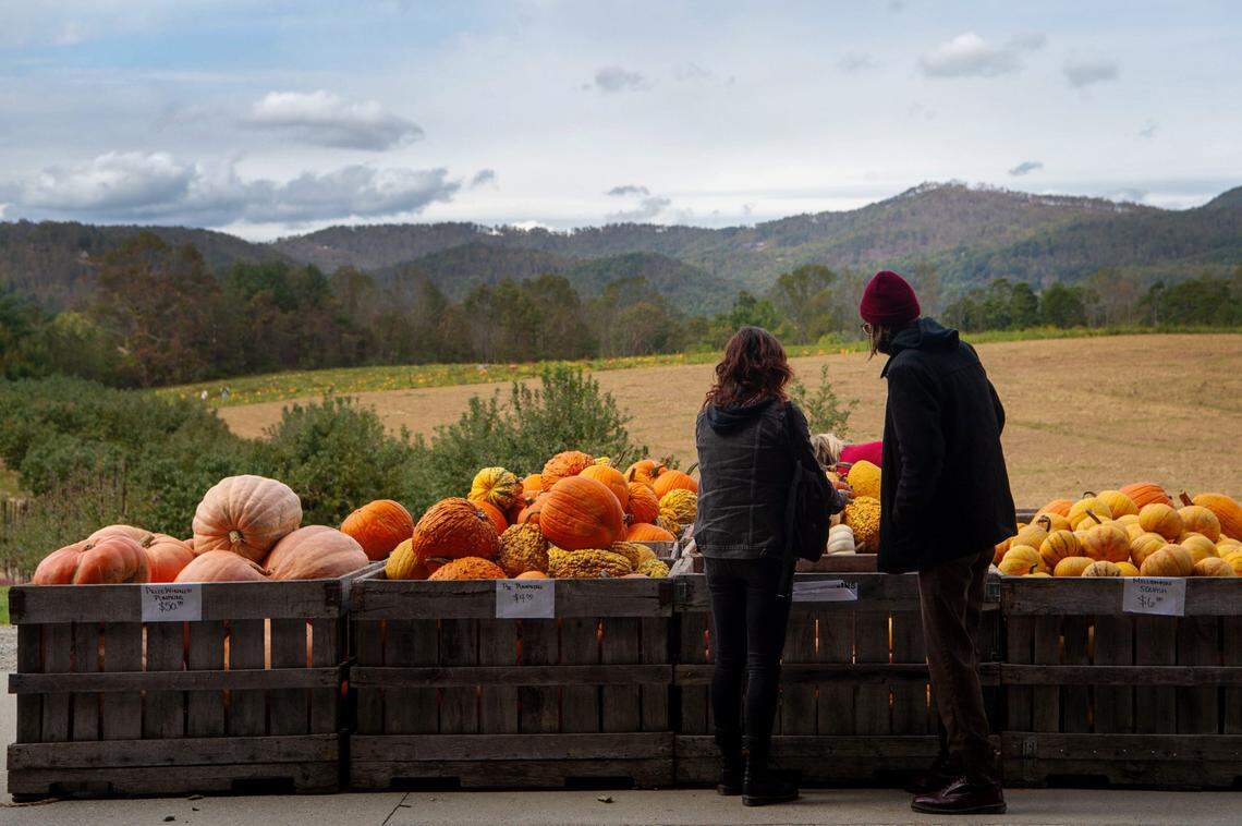 People view pumpkins for sale at Granddad's Apples in Hendersonville, October 15, 2024.