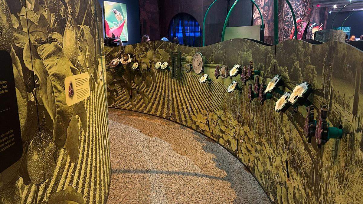 “Amazing Pollinators,” a new exhibit at the N.C. Museum of Natural Sciences, offers hands-on (and in costume) learning opportunities.