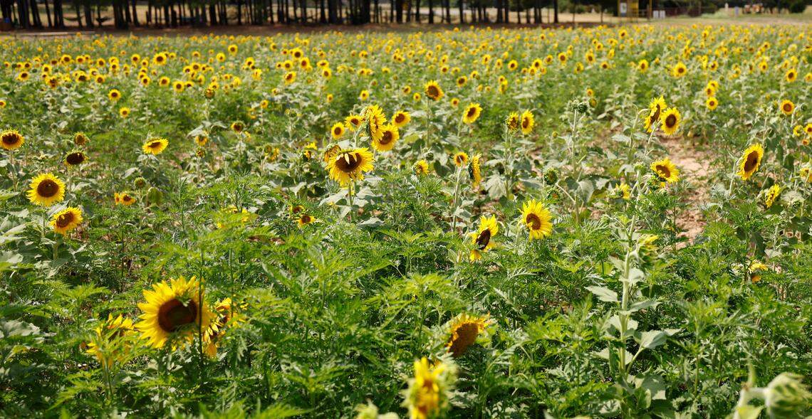 Sunflowers bloom at Dorothea Dix Park’s sunflower field in Raleigh, N.C., Friday, July 5, 2024.