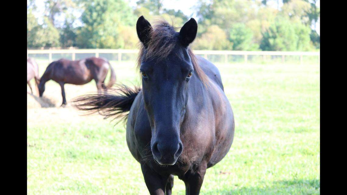 Moxie was in her 30s when she died June 14, making her among the oldest wild horses on North Carolina’s Outer Banks. She also went by the name Chaos.