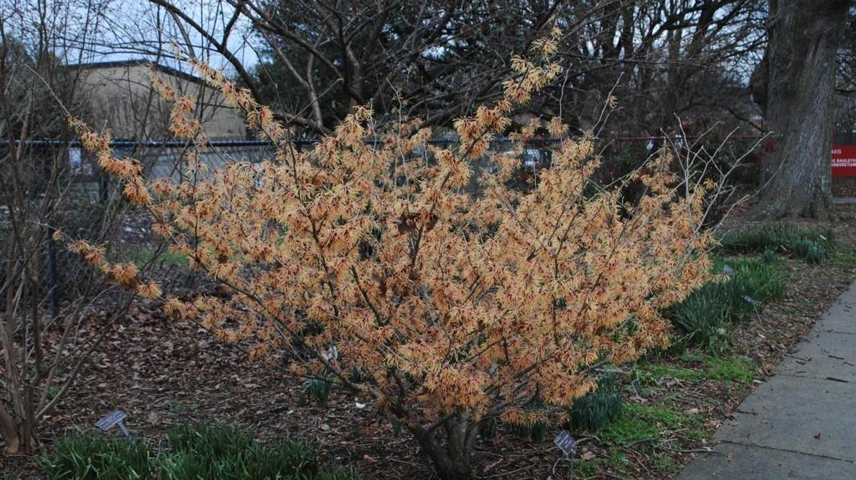 Every garden should have a witchhazel, says Mark Weathington, director of Raleigh’s JC Raulston Arboretum. The fragrant flowers when little else is in bloom make them invaluable in the landscape.