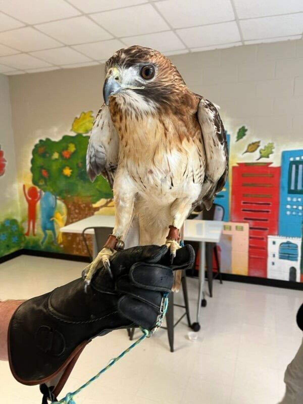 Henry the hawk spent days in the rafters of the gym at Raleigh’s Moore Square Magnet Middle School this week before a meal lured him down.