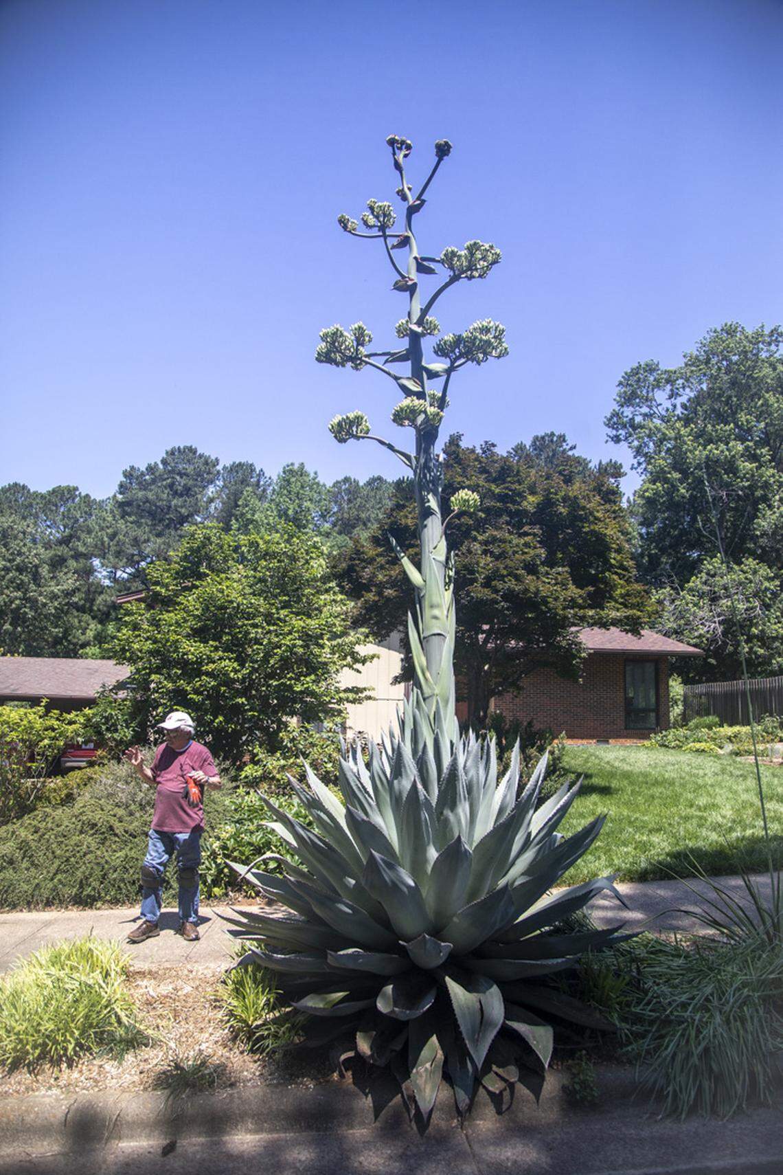 A 19-foot-tall century plant (Agave americana) is in bloom at the home of Alan Tharp in Raleigh where it was planted in 1992. Despite its name, a century plant usually blooms every 10 to 25 years.