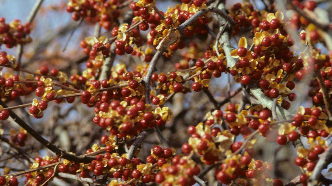 Bittersweet is commonly found in barnyards, hog lots and cultivated fields throughout the state.