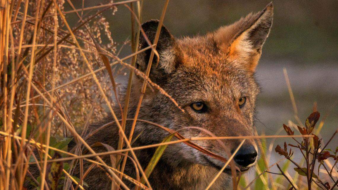 Can a lone wolf affect the environment? Red wolf researchers have surprising data.